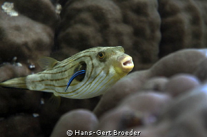 Pufferfish
"Sacre Bleu" 
Oooh, it's sooo goood!
www.bu... by Hans-Gert Broeder 